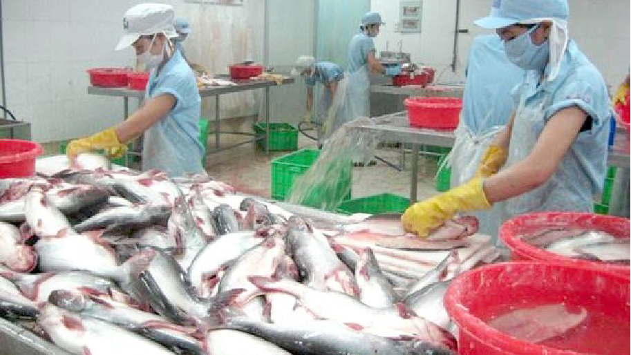 when the COVID-19 pandemic erupted in Ho Chi Minh City and soon moved to the Mekong Delta, fish farming and transportation of raw materials to manufacturers and processing units were both hampered. In the near future, this is predicted to have an impact on Pangasius pricing. 