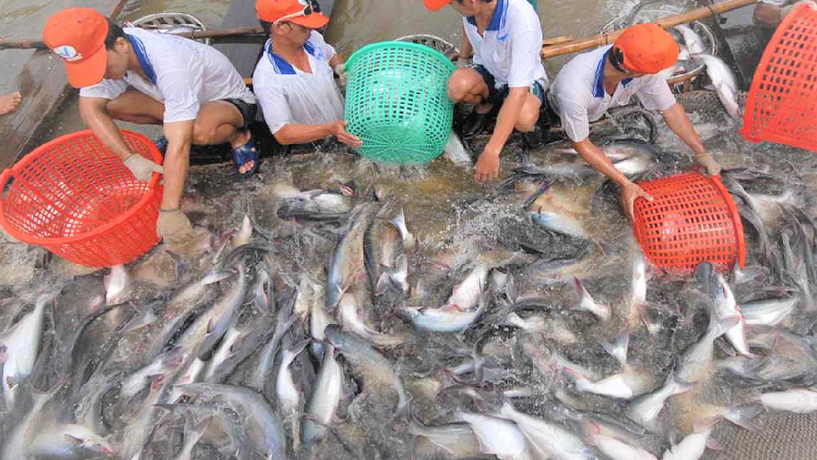 when the COVID-19 pandemic erupted in Ho Chi Minh City and soon moved to the Mekong Delta, fish farming and transportation of raw materials to manufacturers and processing units were both hampered. In the near future, this is predicted to have an impact on Pangasius pricing. 