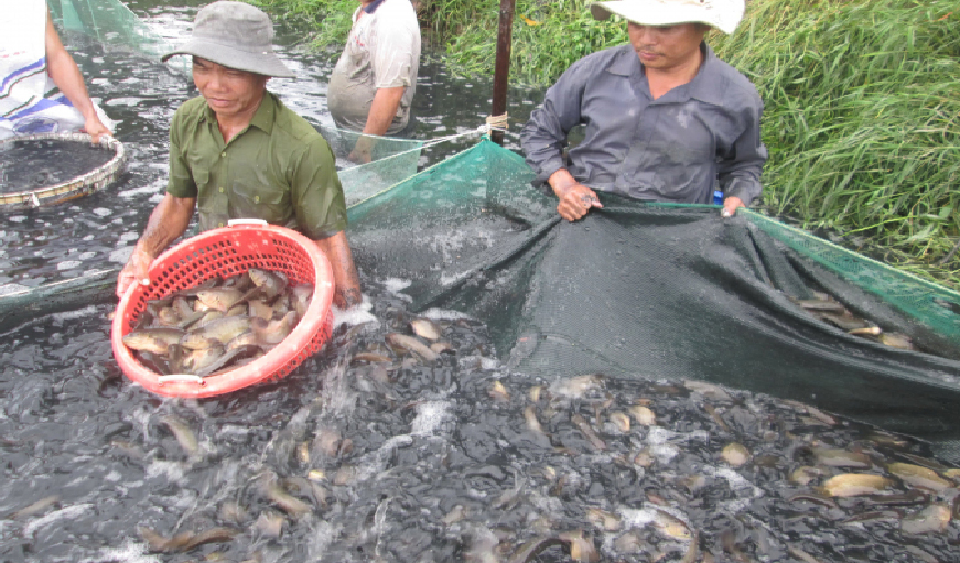 Aquaculture products of Kien Giang fishermen such as cobia, tilapia, red tilapia and gobio gobio, are in great need of consumption