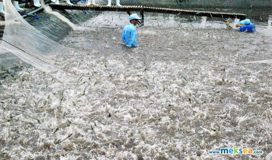 Soc Trang province – Vietnam’s “Shrimp Capital” gradually recover after the lockdown (2)