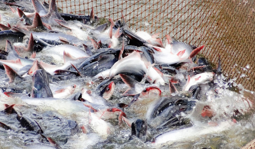 warning of shortage materials for vietnam’s pangasius industry