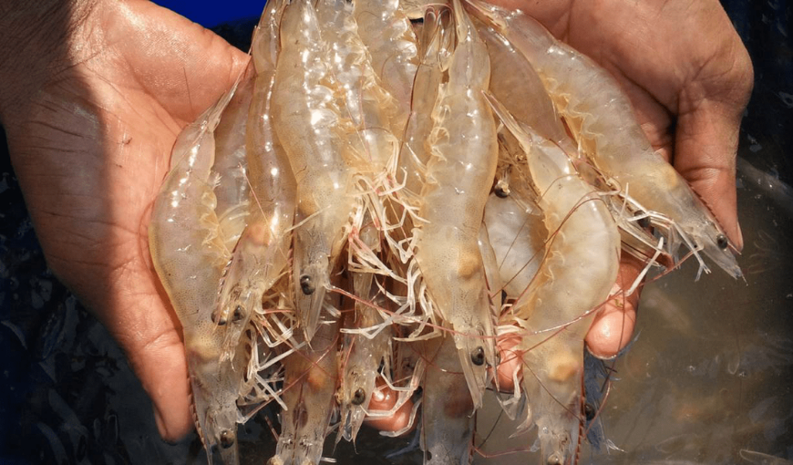 After decreasing in August, Vietnam's shrimp exports to the US in September 2021 recovered slightly, up 8% to $97.6 million. Accumulated in the first 9 months of the year, shrimp exports to the US reached over 775 million USD, up 22% over the same period.