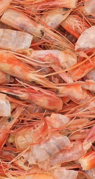 Environmentally-friendly bioplastic created from shrimp by-products, why not