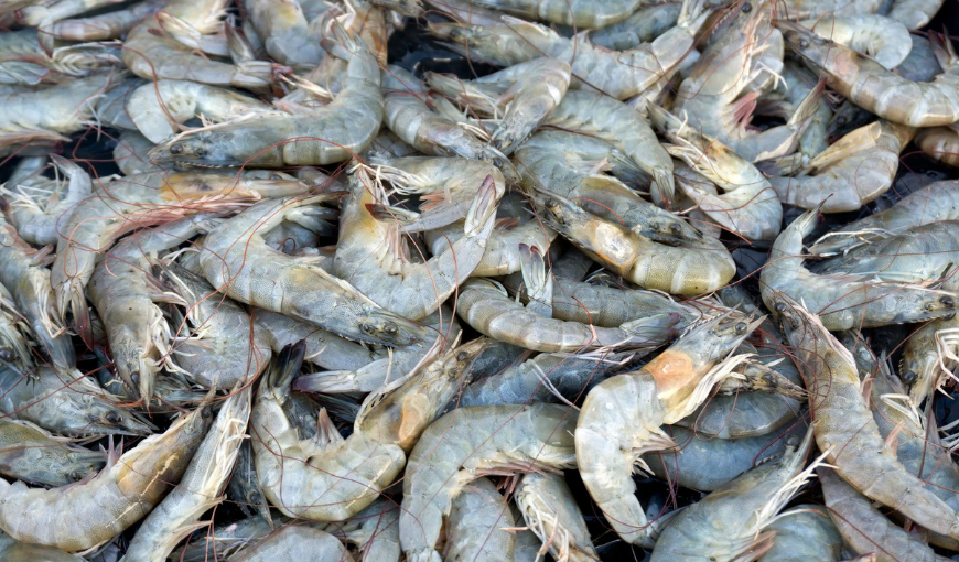 Environmentally-friendly bioplastic created from shrimp by-products, why not?