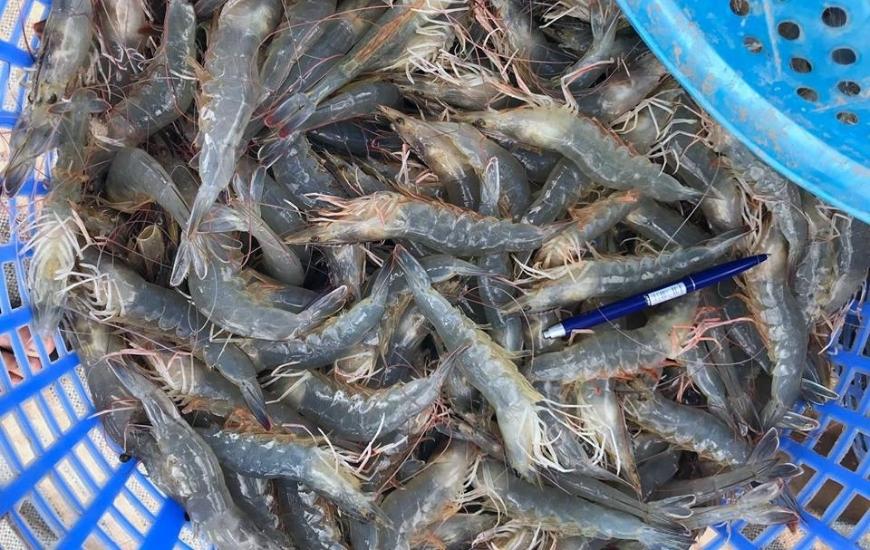 Vietnam's shrimp exports to Korea increased in 2021