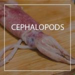 Cephalopods Meksea