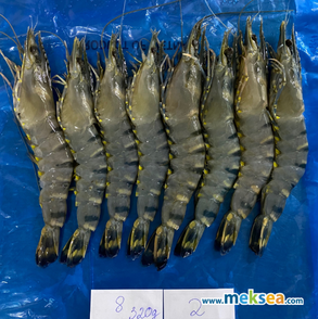 HOSO Shrimp - MEKSEA