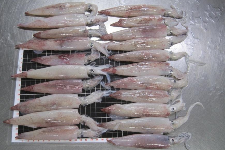 Vietnam's cephalopods exports to Korea reached $194.5 million