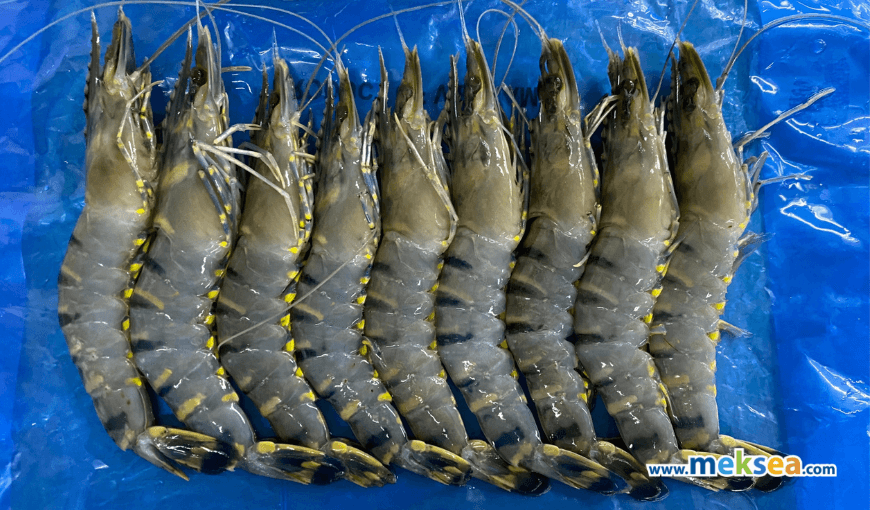 Shrimp exports to Canada, Australia, Singapore increase in 2021