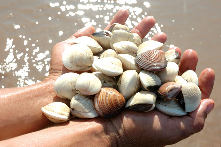 Vietnam's bivalve mollusks exports to EU in 2021 01