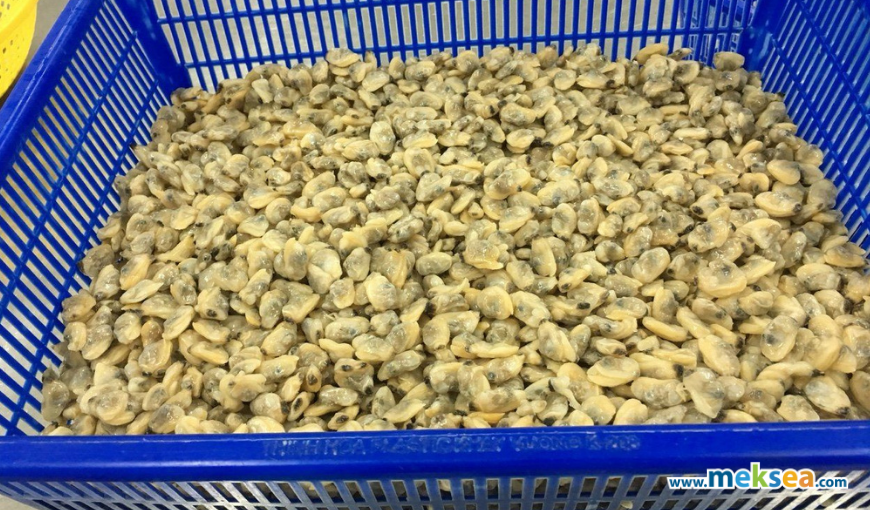 Vietnam's bivalve mollusks exports to EU in 2021 (1)
