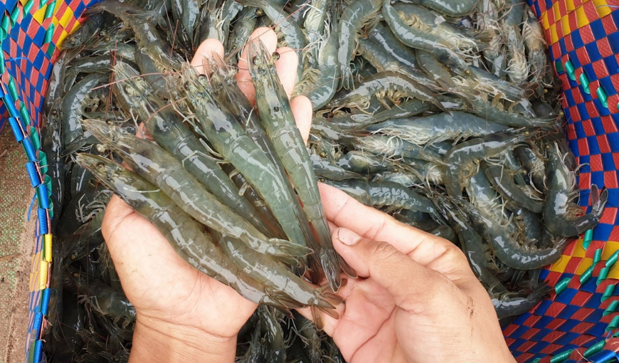 Vietnam's shrimp exports recovered strongly after Covid-19