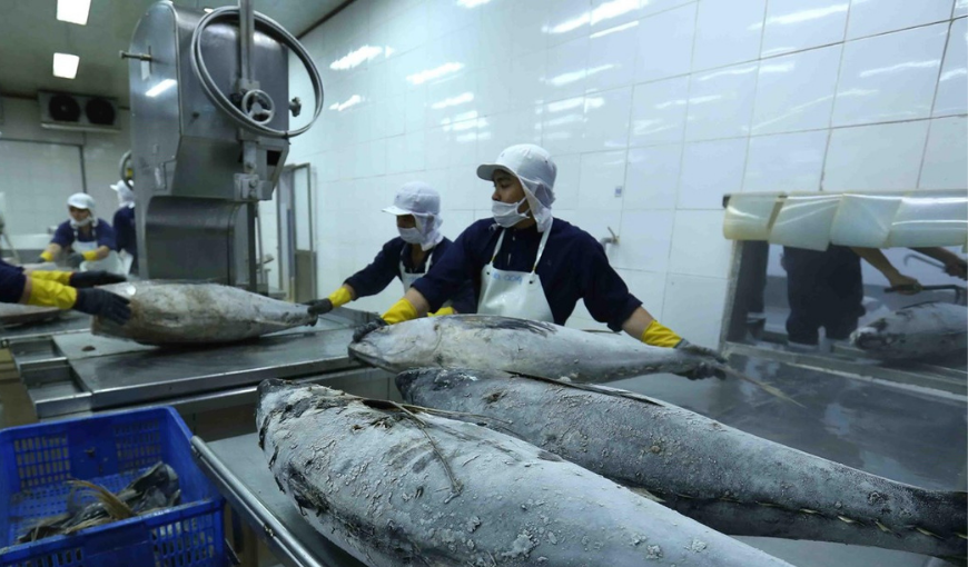 Positive prospect for Vietnam's tuna exports to Australia