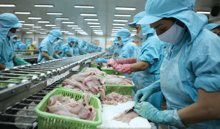 Pangasius production and export in 2021 and forecast in 2022