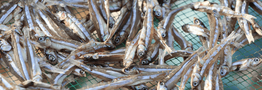Is eating dried anchovies good for our health 02