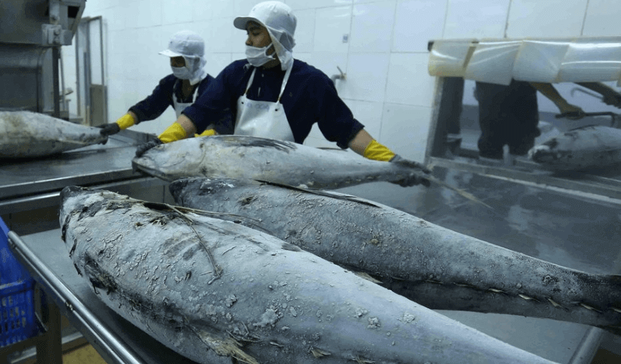 The Bright Picture Of Vietnam's Tuna Exports To France (1)