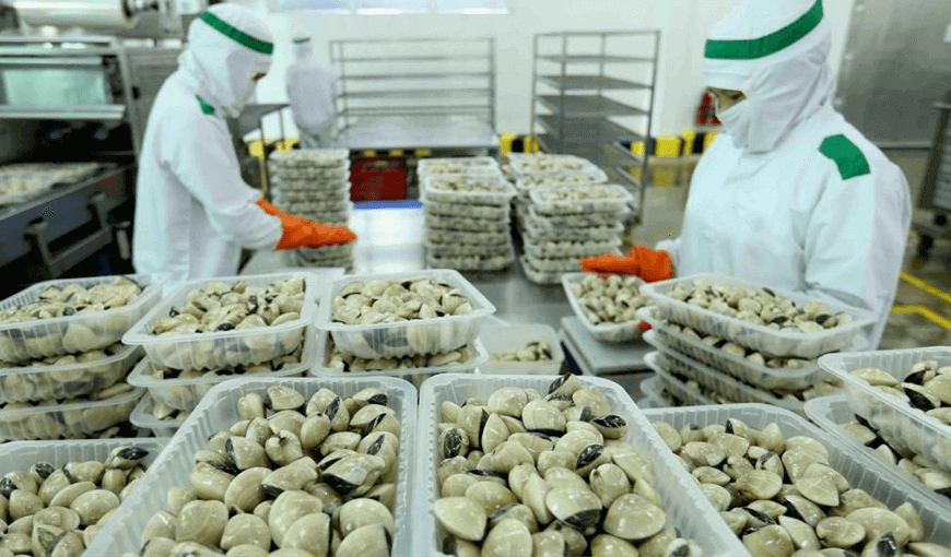 Vietnam’s clam exports to the EU market increased sharply in 2021 (2)