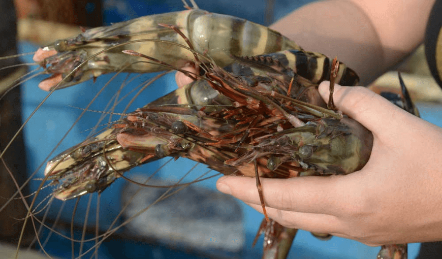 Vietnam's black tiger prawn exports to the EU increased by 107%