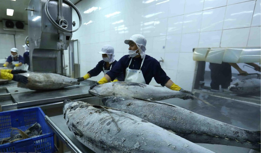 Saudi Arabia becomes Vietnam’s 3rd largest tuna importer