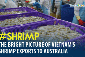 The bright picture of Vietnam's shrimp exports to Australia