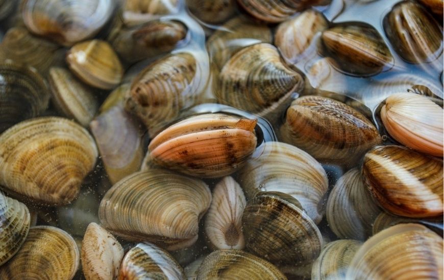 Vietnam clam is popular in the EU market