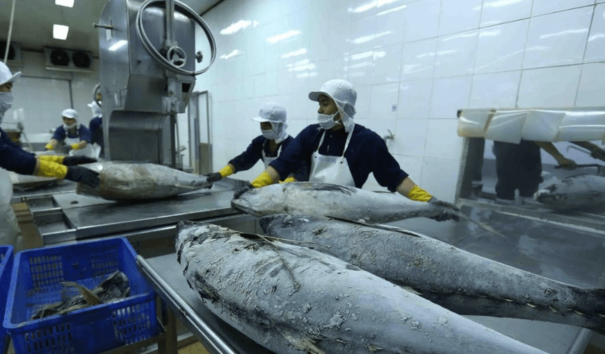 Vietnam's tuna exports in April 2022 (2)
