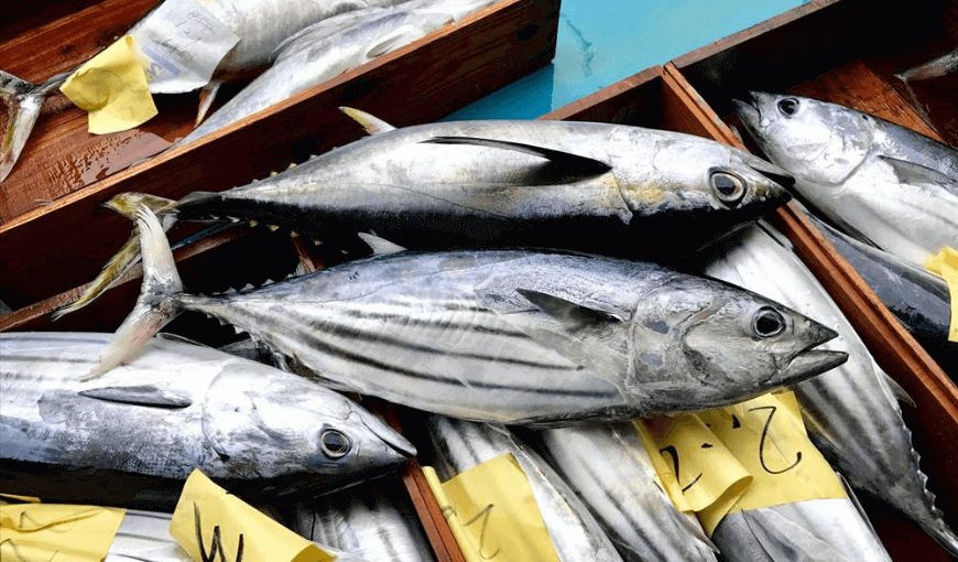 Increasing frozen skipjack tuna prices affect the global market