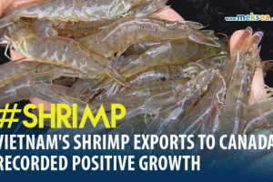 Vietnam's shrimp exports to Canada recorded positive growth in CPTPP bloc