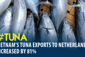 Vietnam’s tuna exports to Netherlands increased by 81%