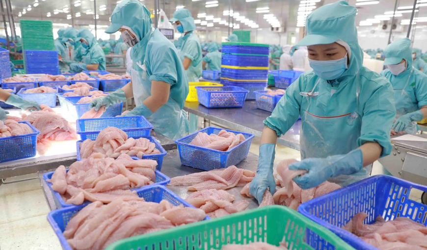 Vietnam's seafood exports to the EU reach more than 500 million USD (1)