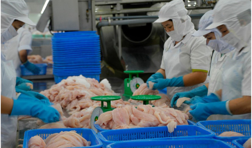 Vietnam exported pangasius to 136 markets in the first 6 months