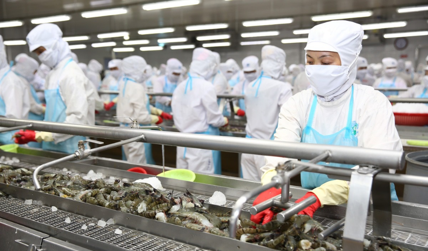 Vietnam exported shrimp to 105 markets in the first 6 months